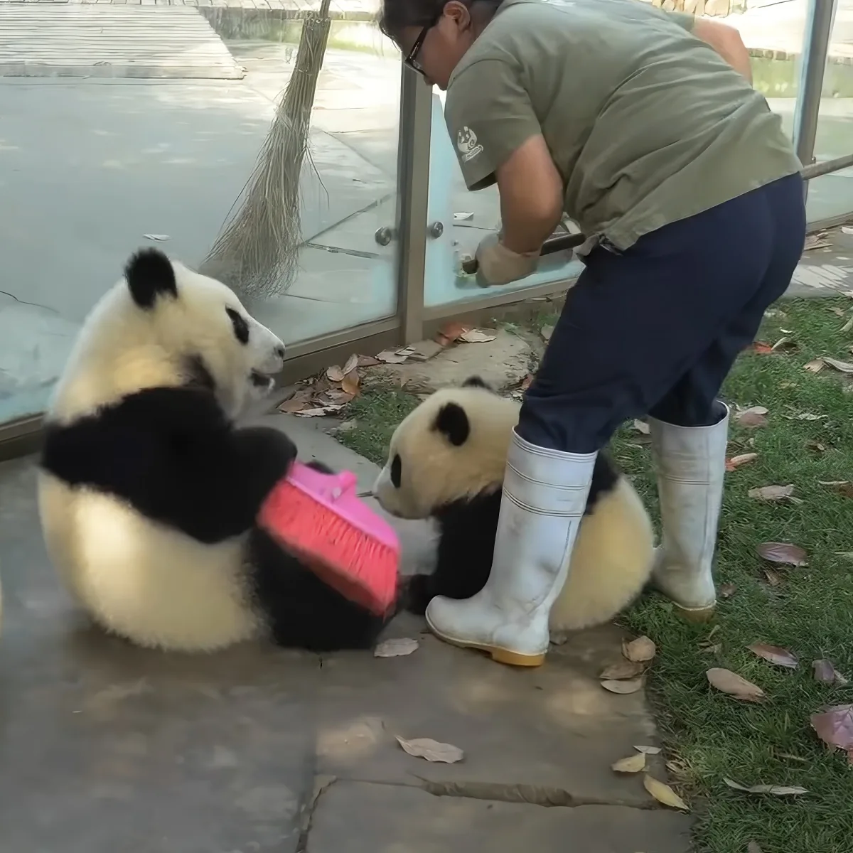 A panda cub plays with a pink brush near a person in boots and a green shirt.