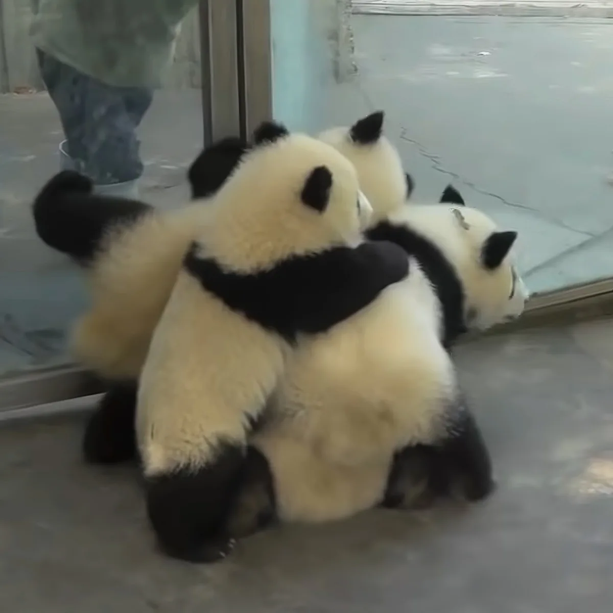 Three adorable panda cubs are huddled together, their fluffy white and black fur contrasting against the gray floor.