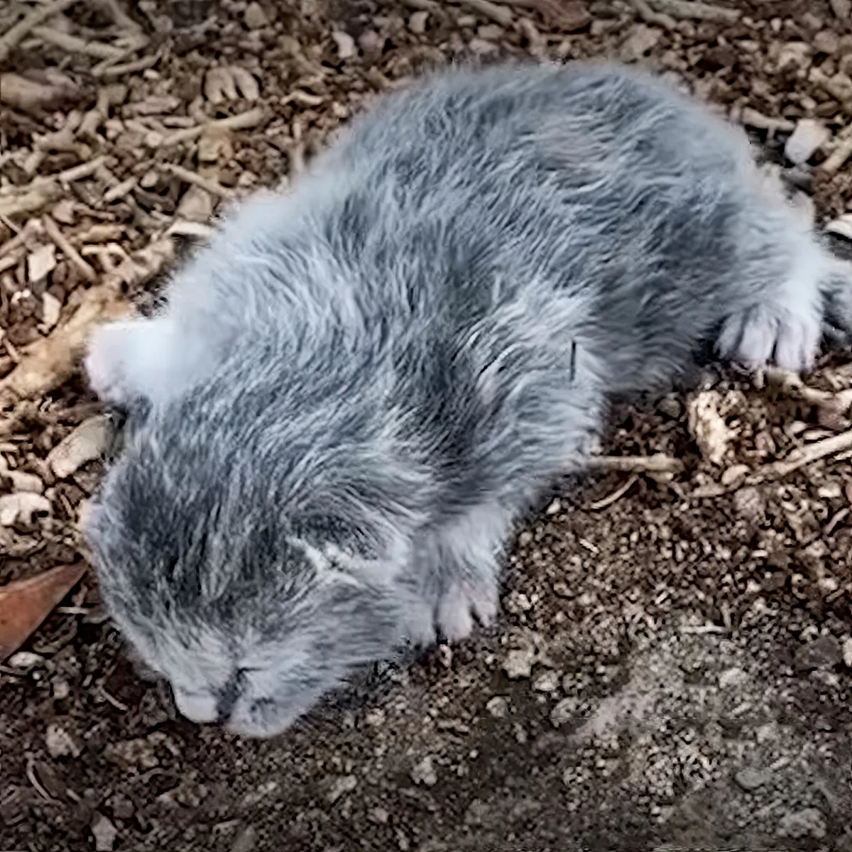 A gray, fluffy animal, possibly a small rodent, is crouched on a ground covered with leaves and twigs.