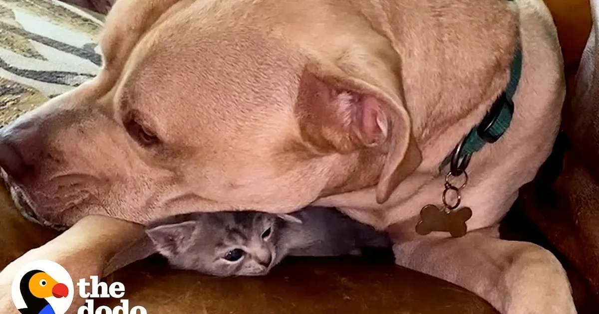 Sweet Pit Bull Becomes World''s Best Dad to Rescued Kitten
