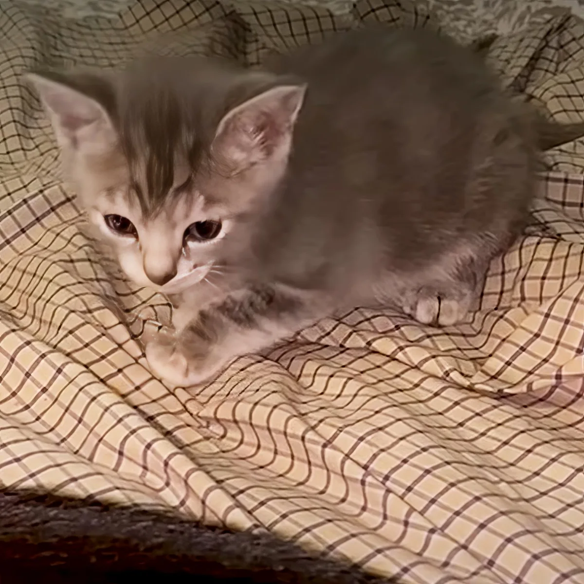 A small gray kitten with stripes sits on a plaid blanket, looking directly at the camera.