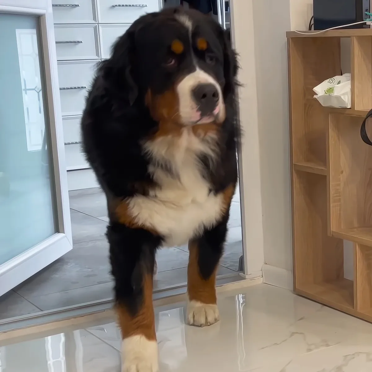Bernese Mountain Dog