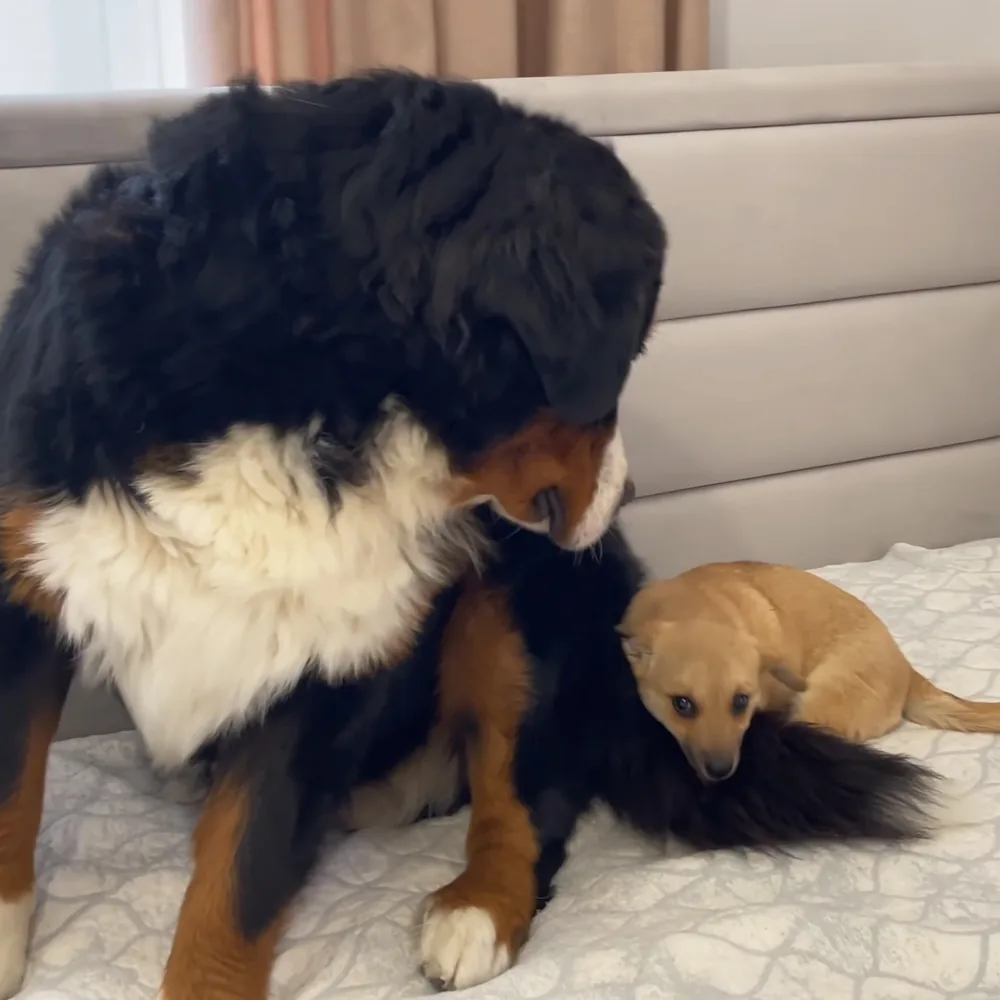 Bernese Mountain dog and puppy