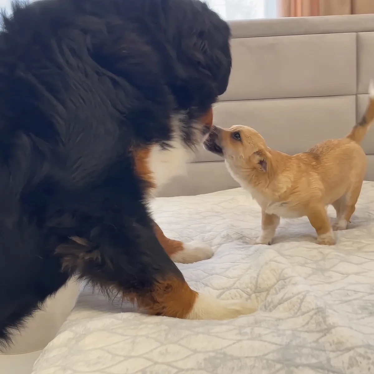Bernese Mountain dog and puppy