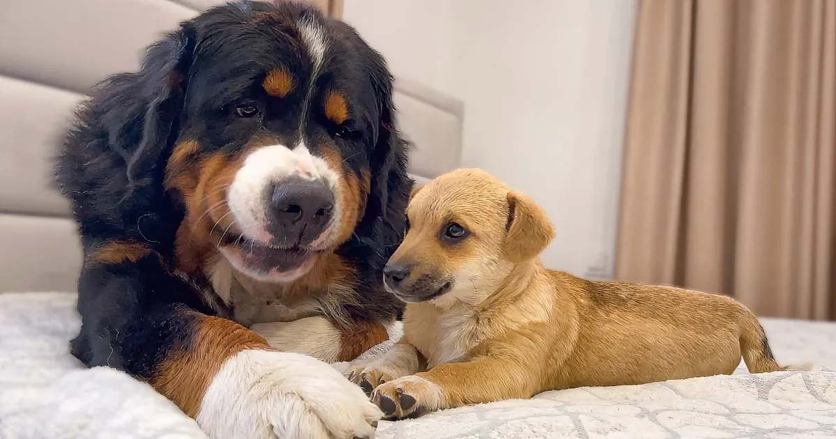 Giant Dog Meets Tiny Puppy for the First Time, and the Results Are Hilarious