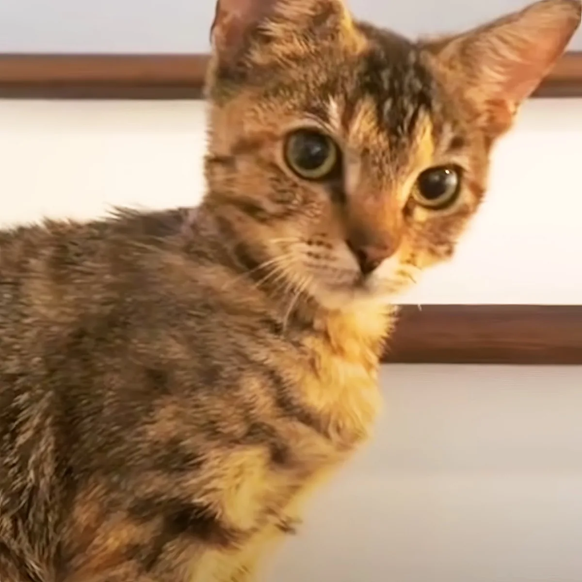 A close-up of a tabby cat with green eyes, sitting and looking slightly to the side.