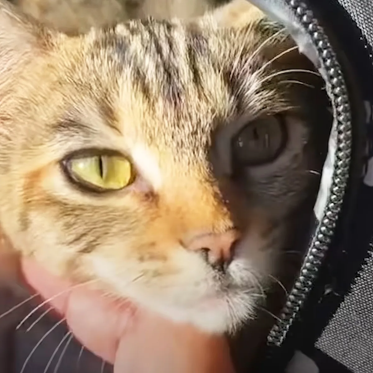 A close-up of a tabby cat with striking yellow eyes, being petted by a hand.