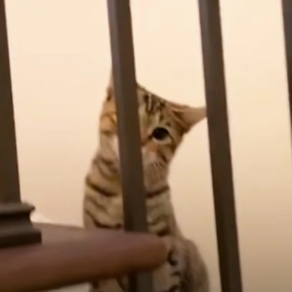 A tabby cat peers through a metal railing, its paw resting on the bars.