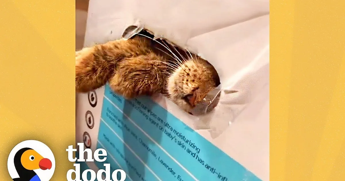Rescued Cat Becomes a Little Ball of Energy in New Forever Home