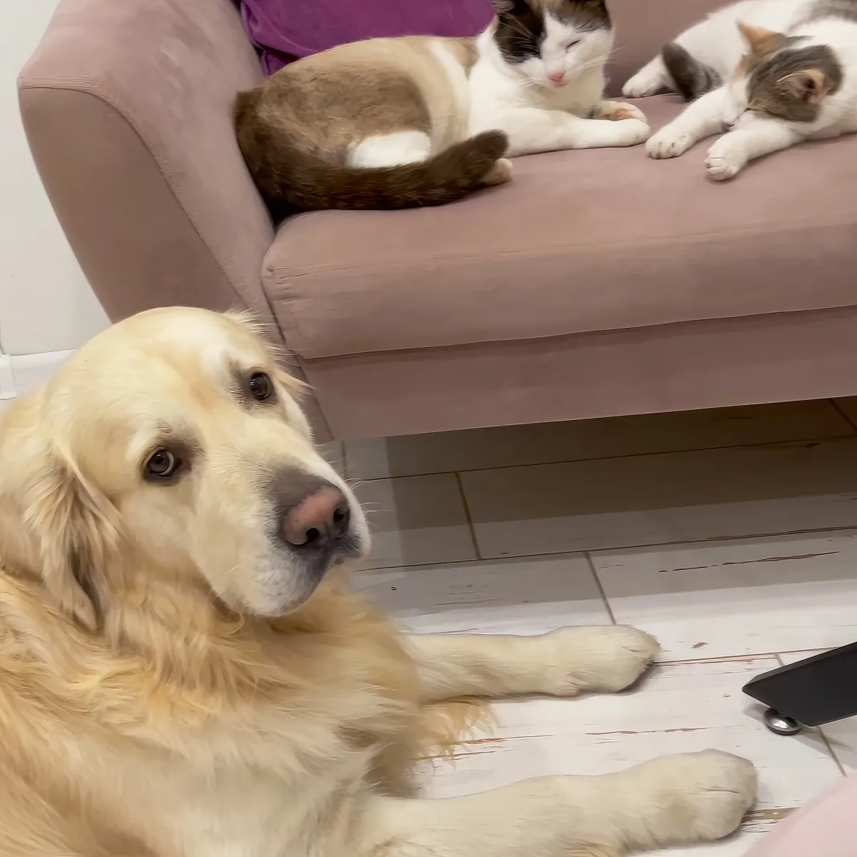 Golden Retriever, cats, and puppy