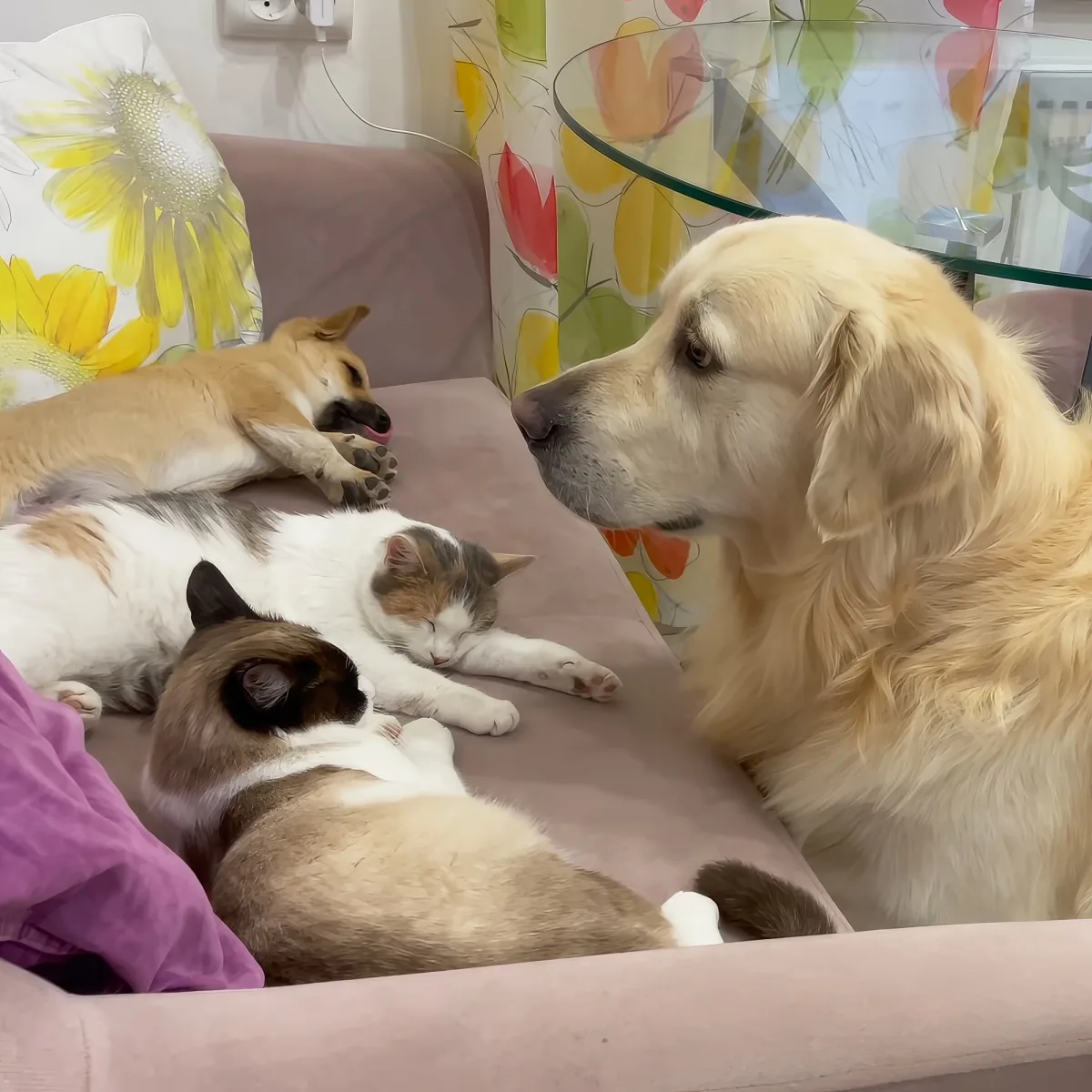Golden Retriever, cats, and puppy
