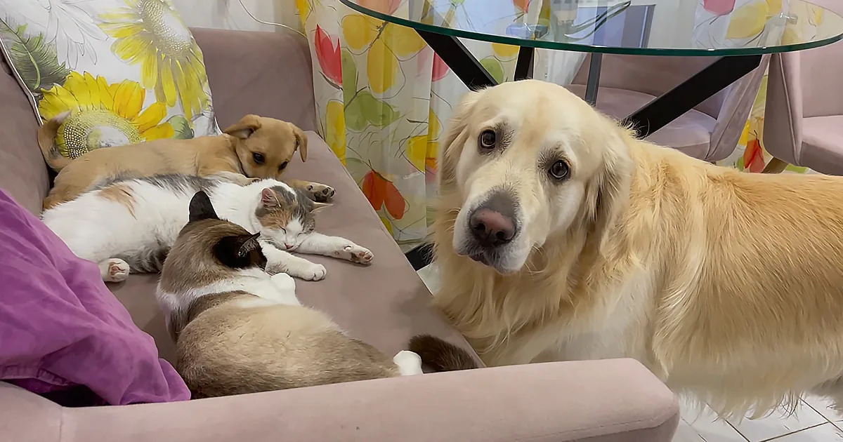 Golden Retriever Outraged by Cats and Puppy Occupying His Sofa