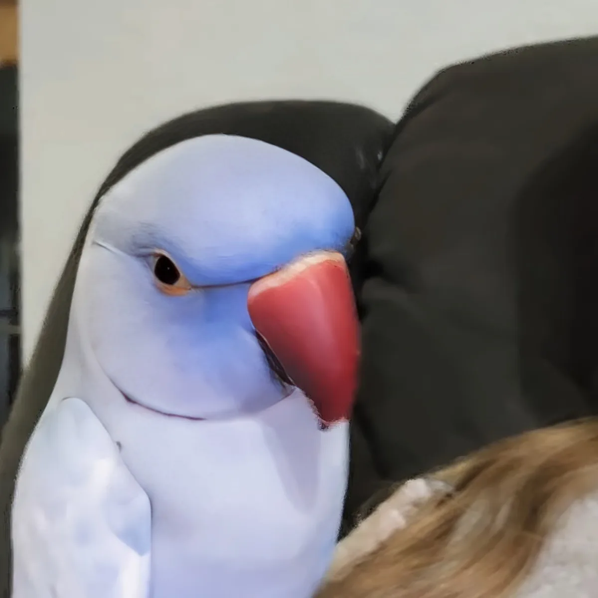A close-up of a blue and white parrot with a red beak, perched on someone's shoulder.