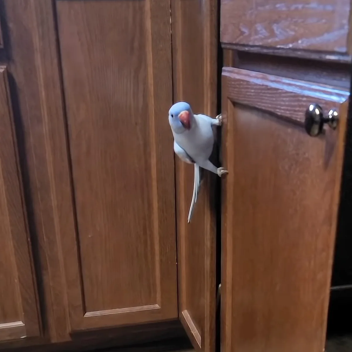 A small blue and white bird perches on a wooden cabinet door, facing right.