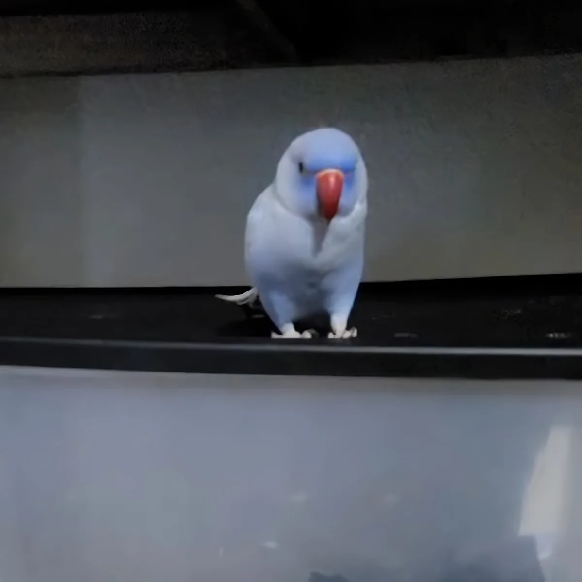 A small blue and white bird with a red beak stands on a dark surface, looking directly at the camera.