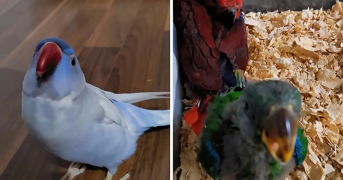 Disabled Parrot Becomes Protective Uncle to Baby Birds