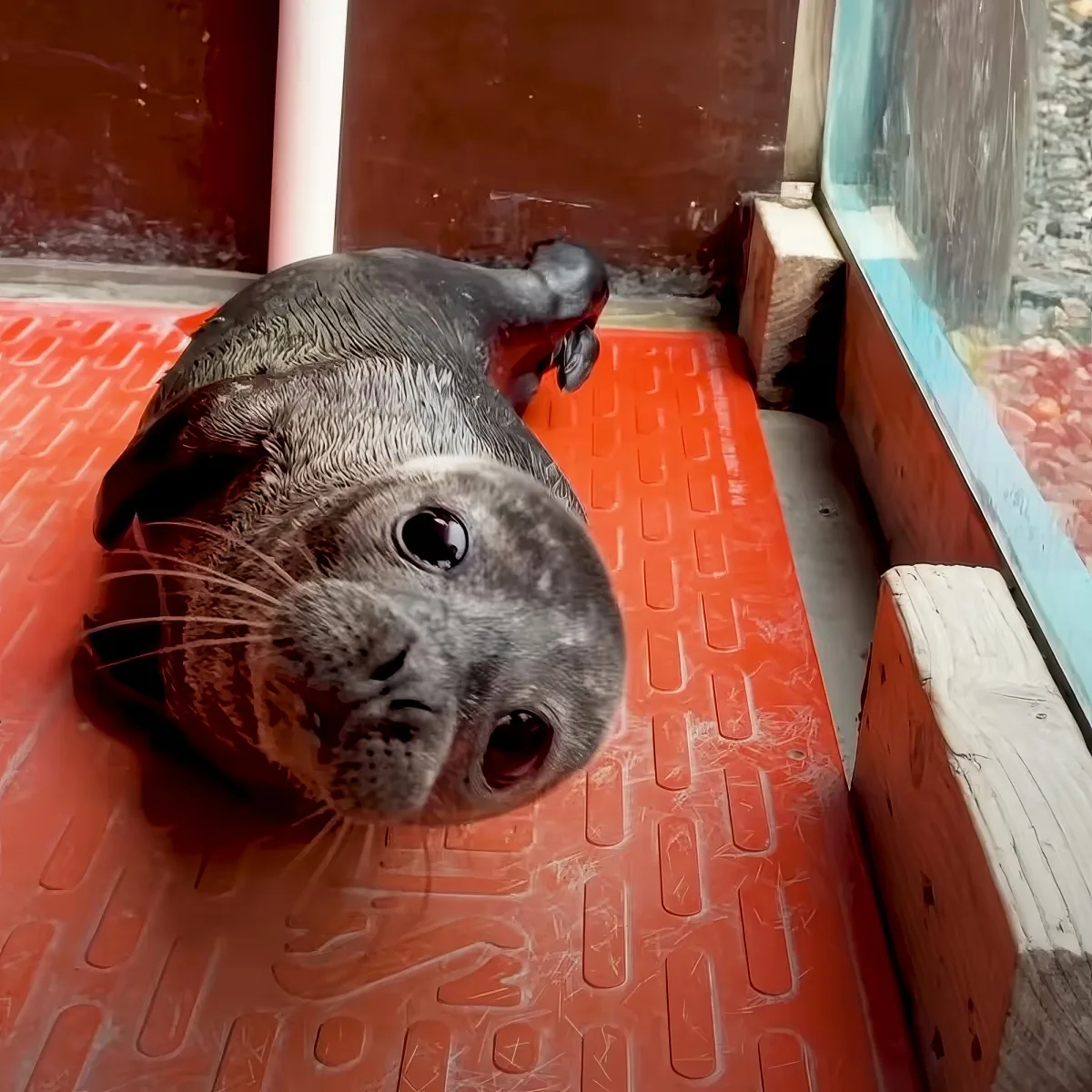 A seal with its mouth open and whiskers visible is lying on a red textured surface.