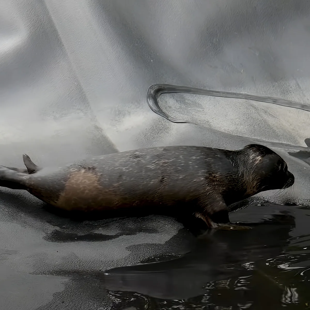 A seal rests on a wet, reflective surface, partially submerged in water.