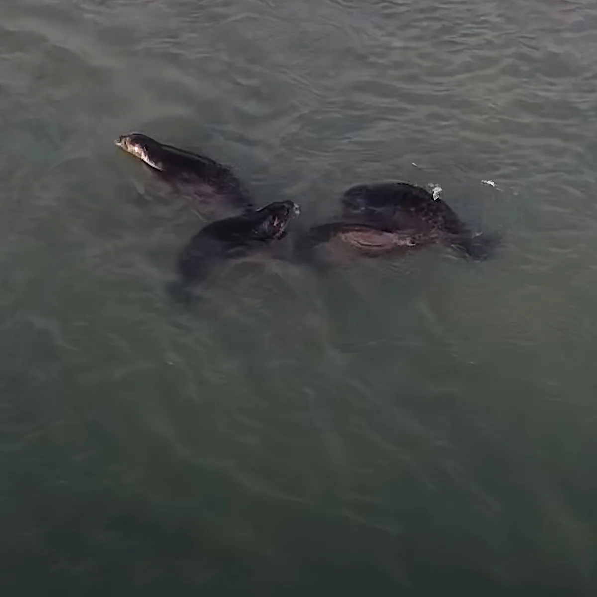 Three turtles swimming in murky water, their heads and backs visible above the surface.