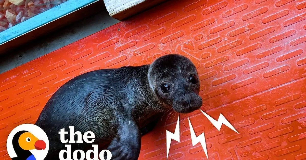 A wet seal pup with dark fur and large eyes stands on an orange textured surface.