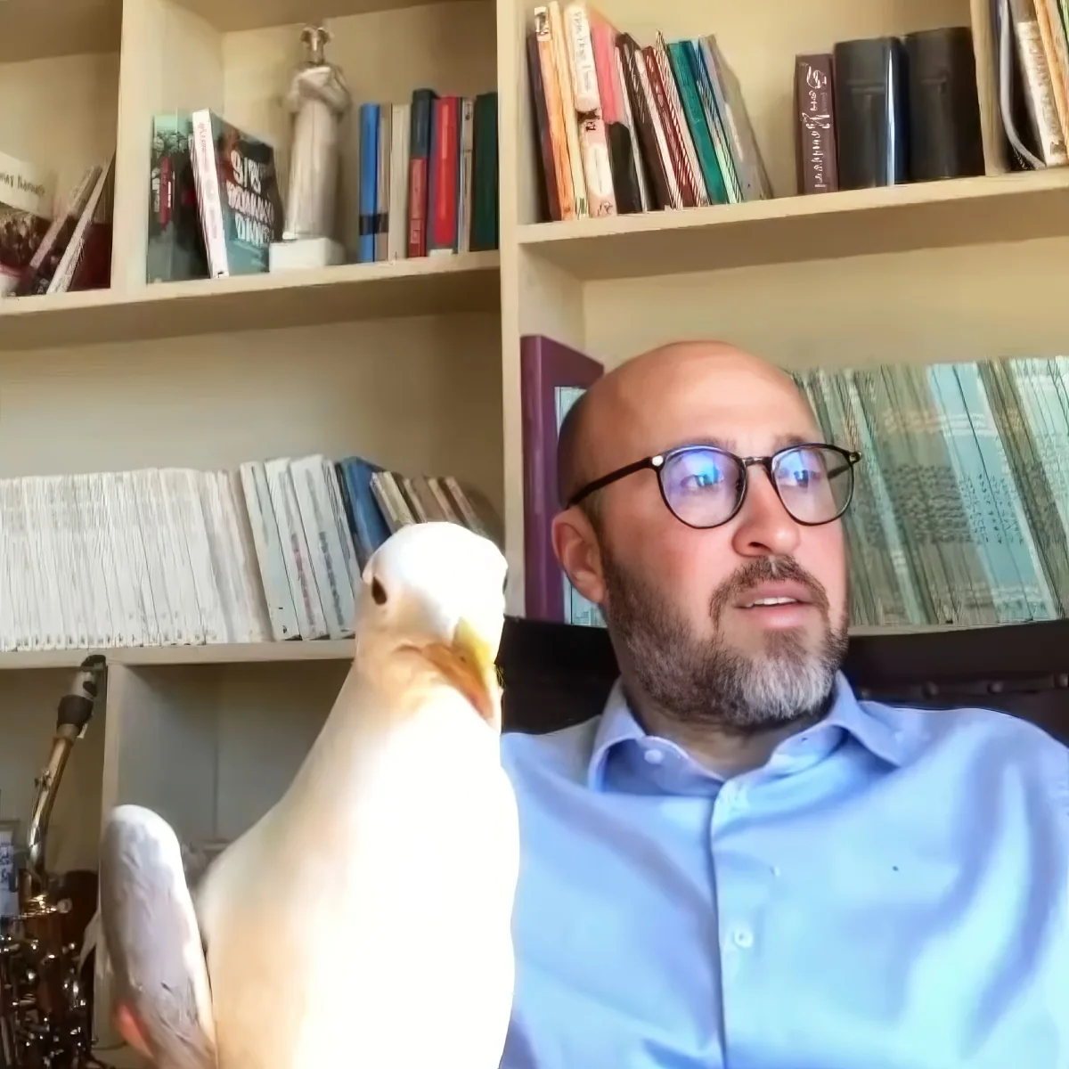 A man in a blue shirt with a white bird perched on his shoulder, surrounded by bookshelves.