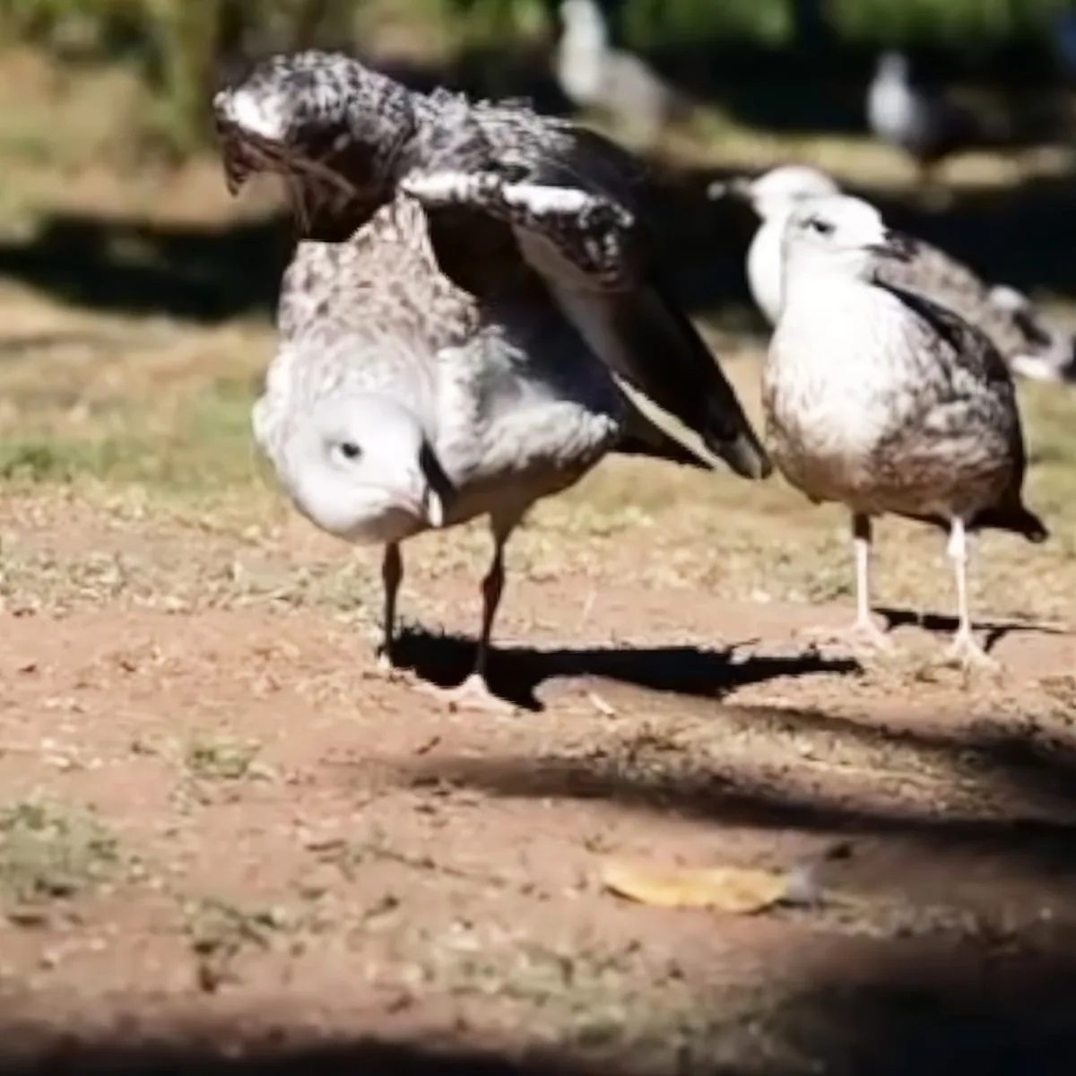 Three seagulls stand on a dirt ground, one bending forward, another looking to the side, and the third standing upright.