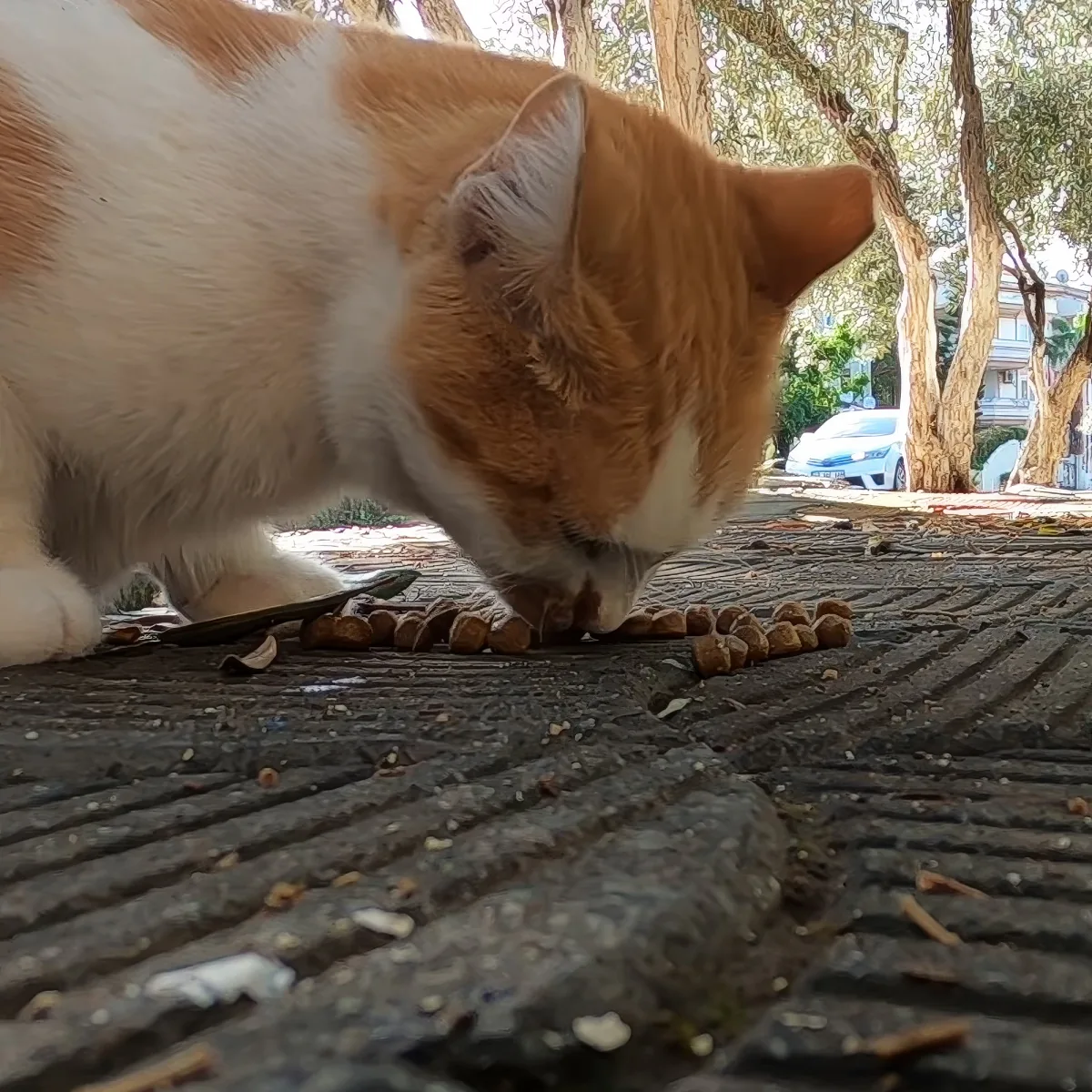 An orange and white cat is eating cat food on a textured pavement.