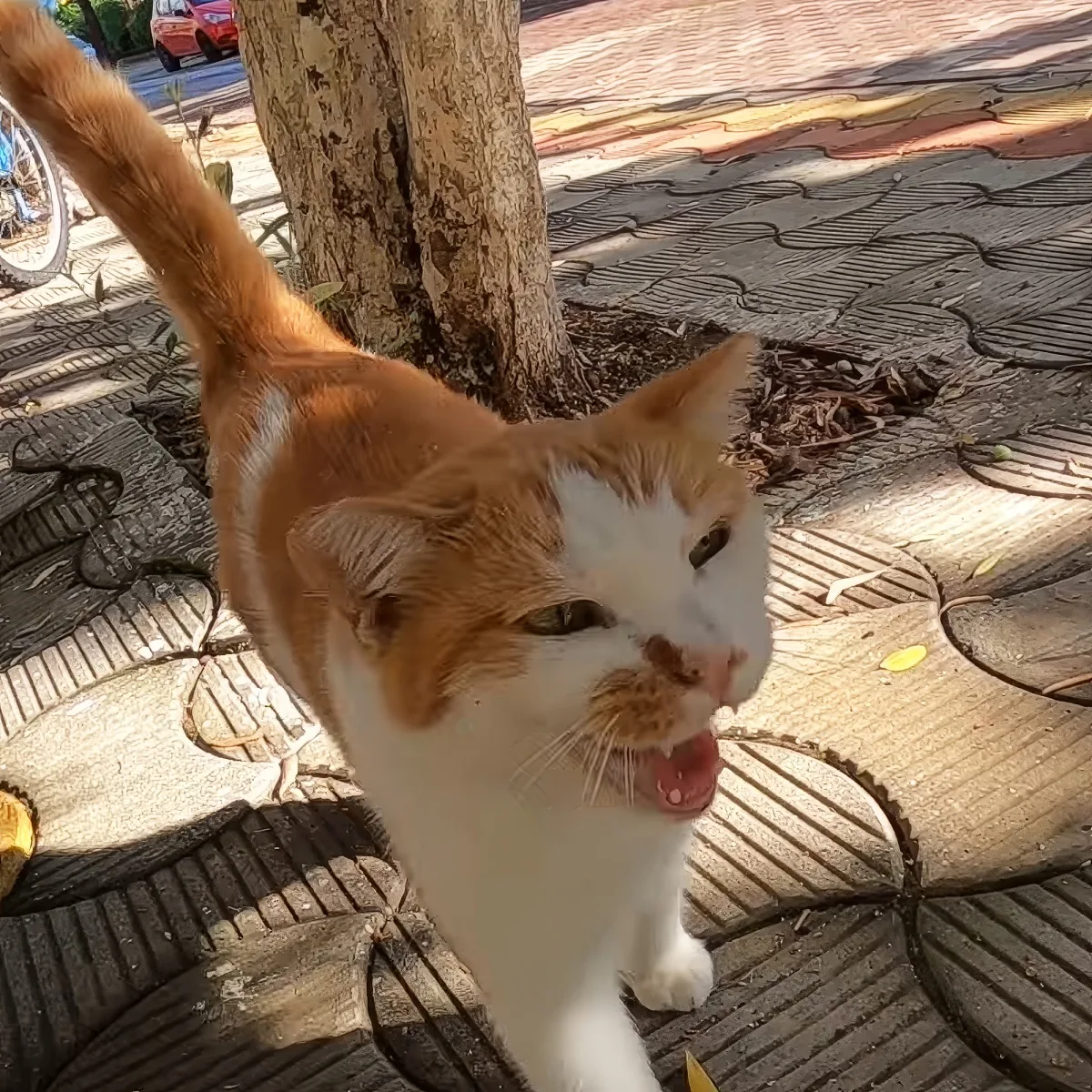 An orange and white cat with its mouth open, standing on a paved area near a tree.