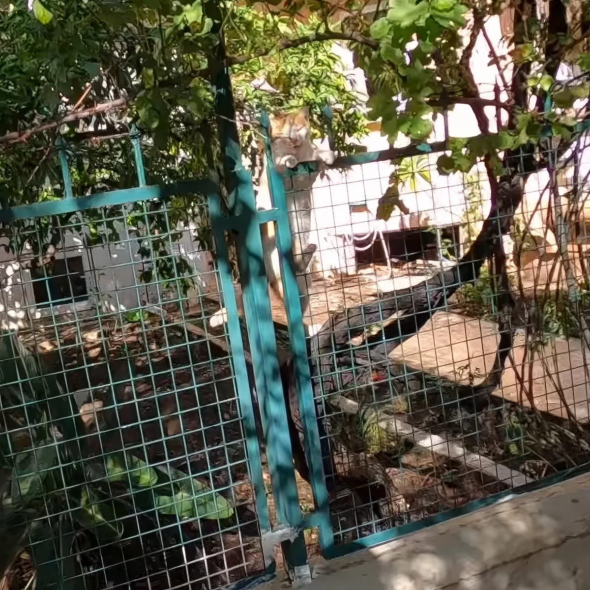 A peacock stands behind a green metal fence, surrounded by trees and a building in the background.