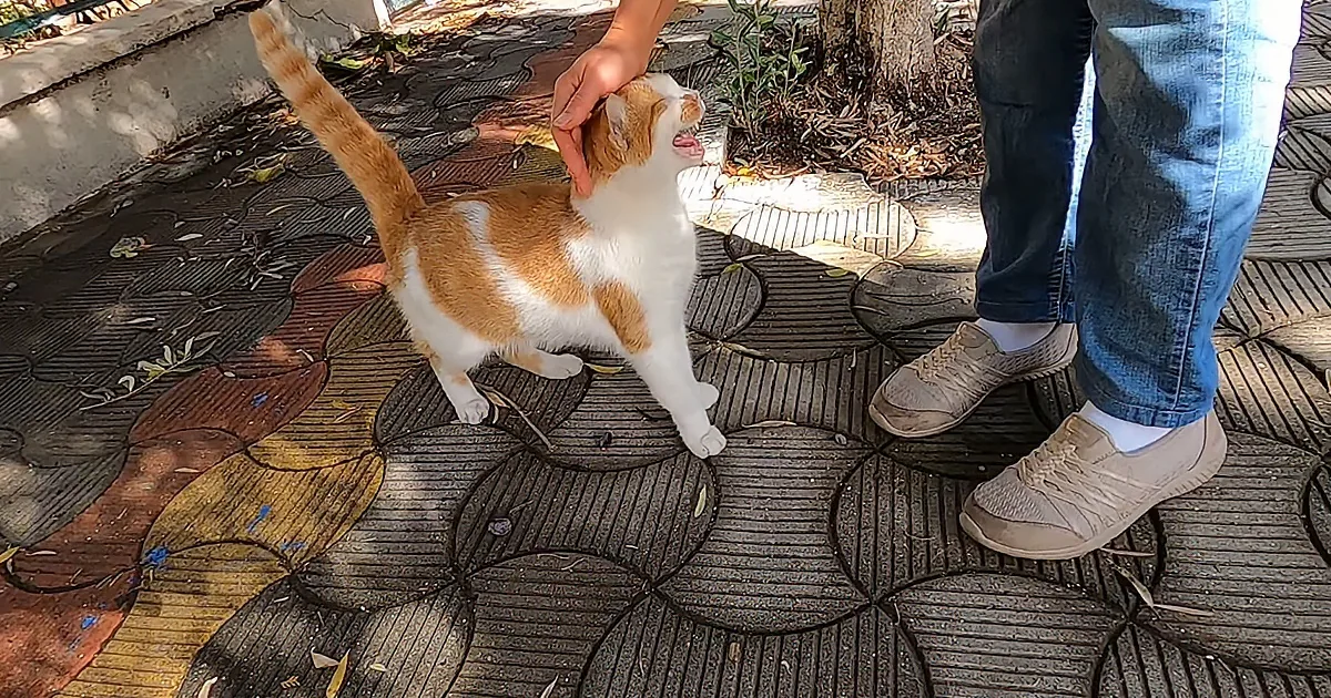 Lovable Stray Cat Has a Lot to Say to Human Friends