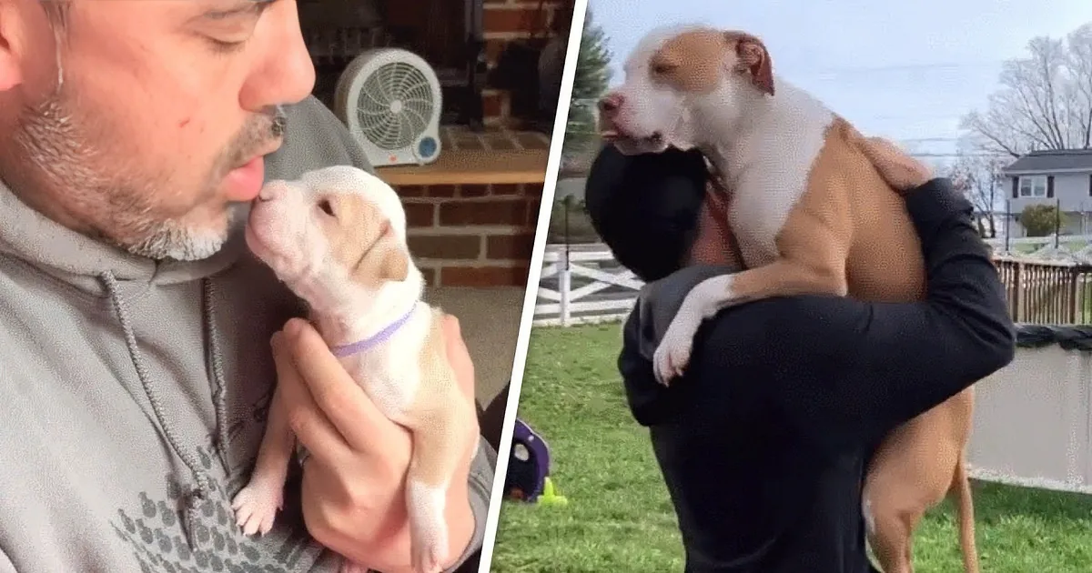 Pitbull Brother and Sister, All Grown up, Still Think They''re Puppies