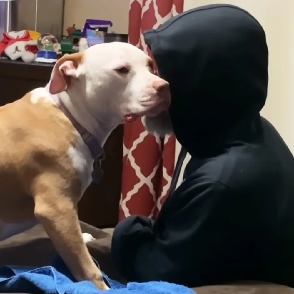 A white and brown dog wearing a collar looks at a person in a black hoodie.