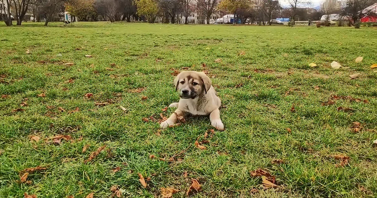 A light brown puppy lies on a grassy field with scattered leaves, looking directly at the camera.