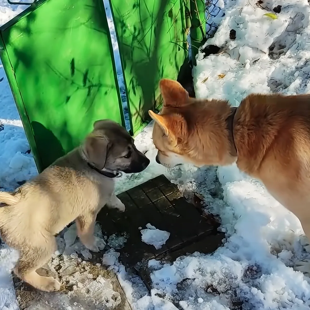A puppy and an adult dog stand on snowy ground, facing each other near a green structure.