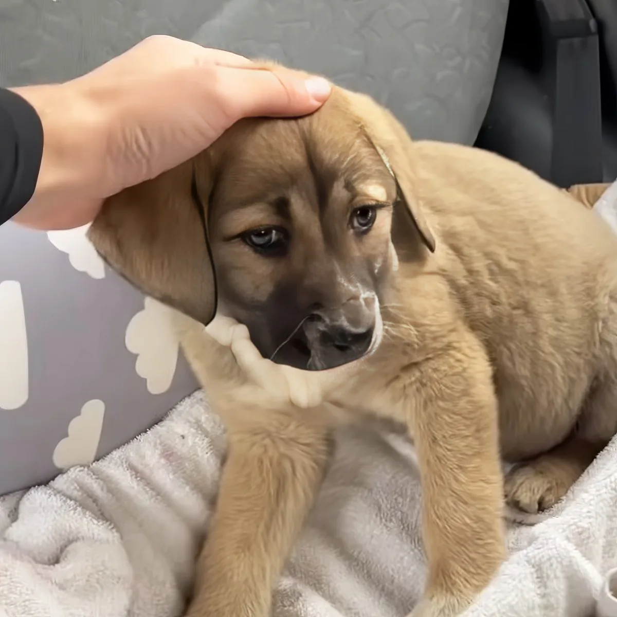 A small brown puppy with a black nose is being gently petted on its head by a person's hand.
