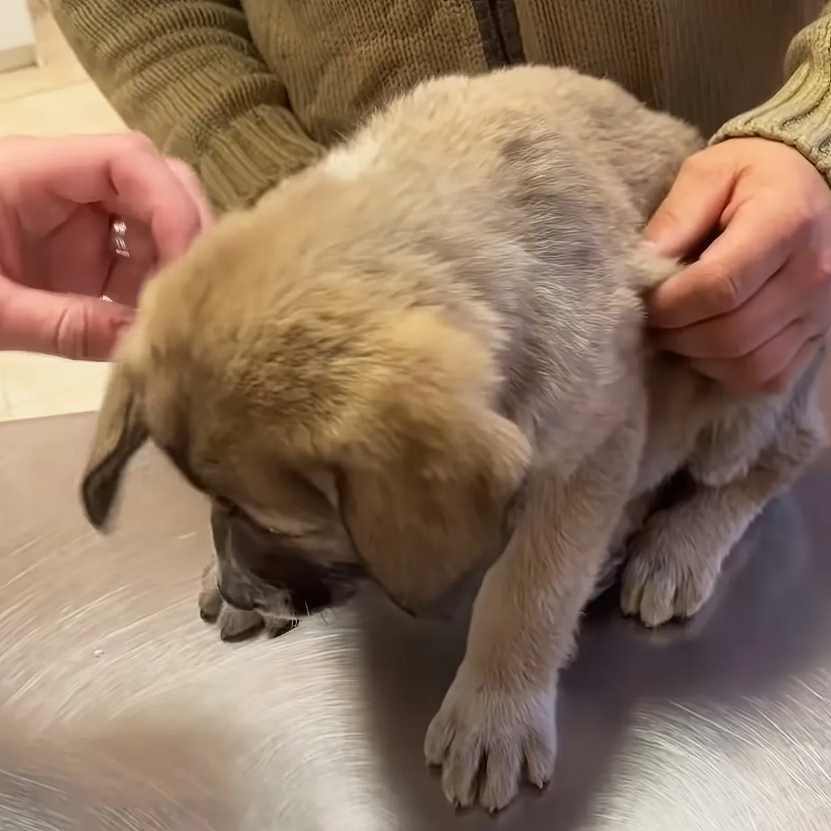 A small, light-colored puppy is being held by a person, with its head lowered and front paws visible.