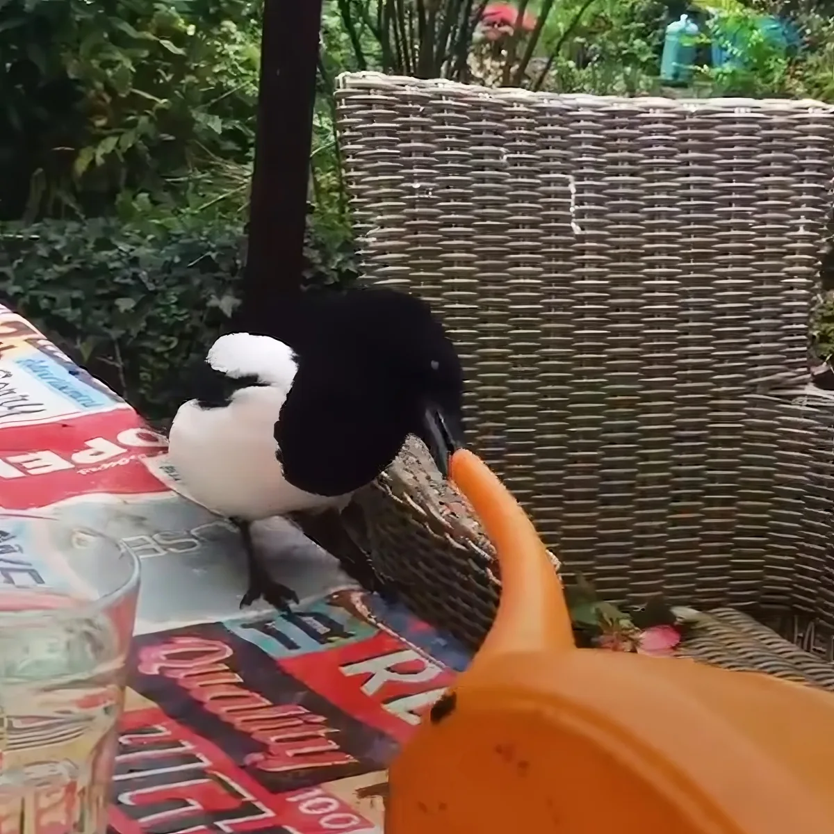 A black and white bird perches on a table, pecking at an orange object, with a wicker chair and greenery in the background.