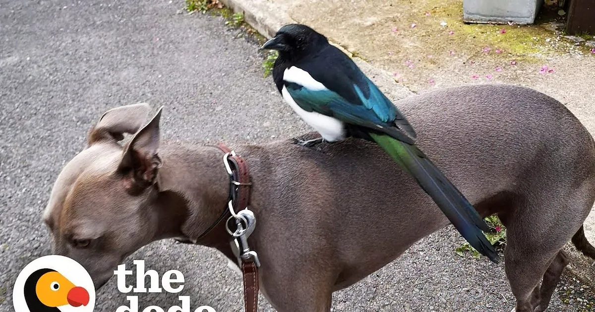 Adorable Magpie Imprints on Human Rescuers and Their Dog