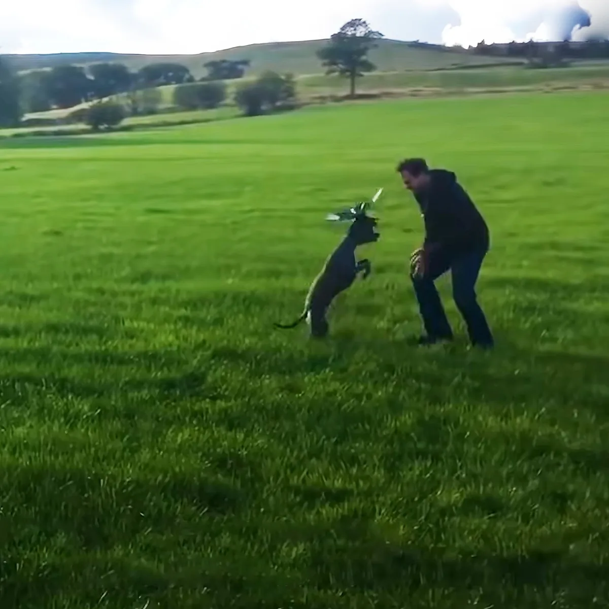 Magpie and dog