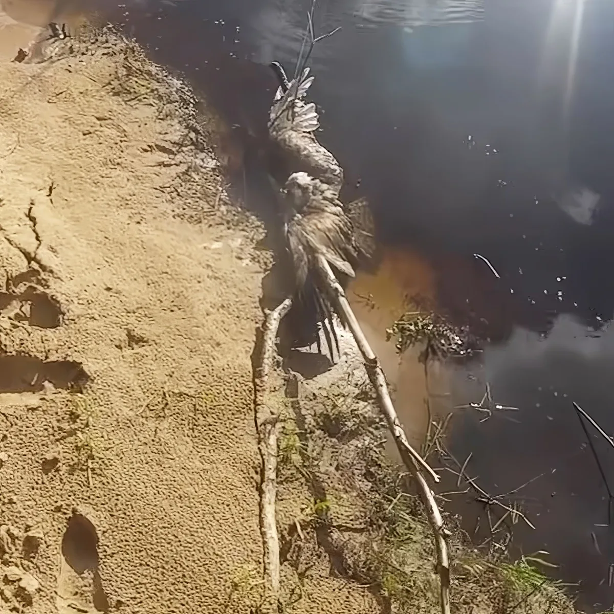 A bird with outstretched wings stands on a stick near a body of water.