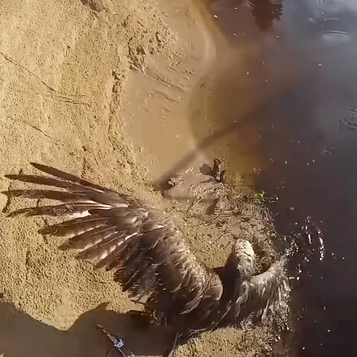A bird with wings spread lies on sandy ground near water, appearing lifeless.