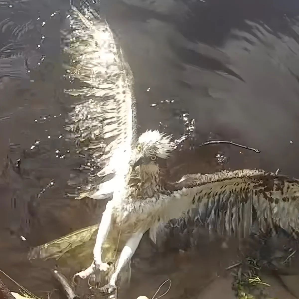 An osprey struggles in shallow water, its wings spread, while a fish thrashes nearby.