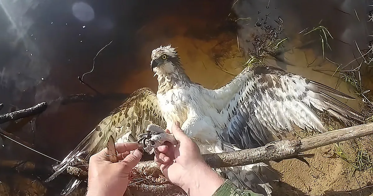 Hawk Entangled in Fishing Line Allows Kind Man to Help
