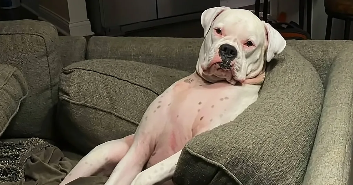 Lovable Boxer Dog Loves to Sit on the Couch and Observe Everyone