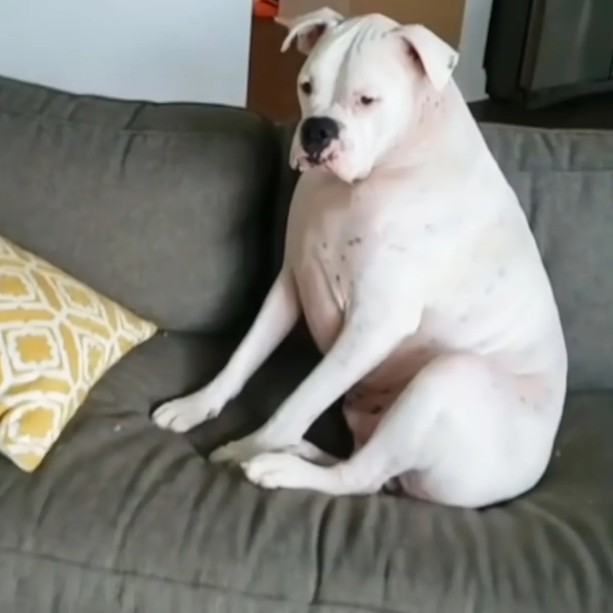 A white dog with spots sits on a gray couch, looking to the side.
