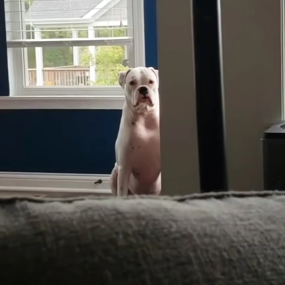 A white dog stands alert in front of a window, looking directly at the camera.