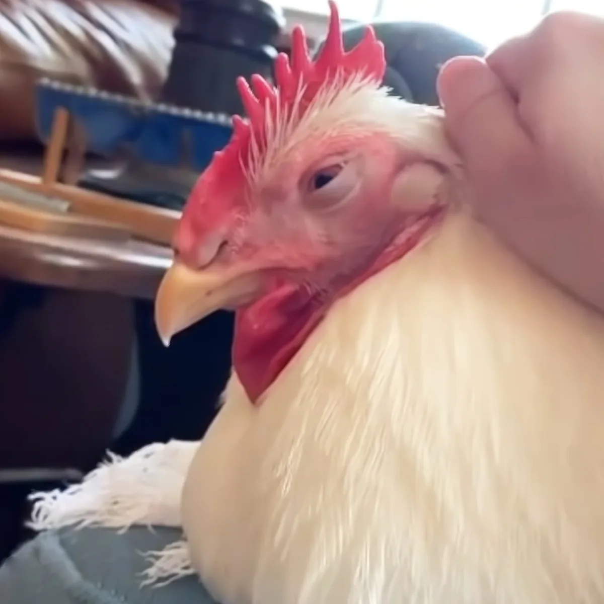 A fluffy white chicken with a red comb and wattle is being petted by a hand.