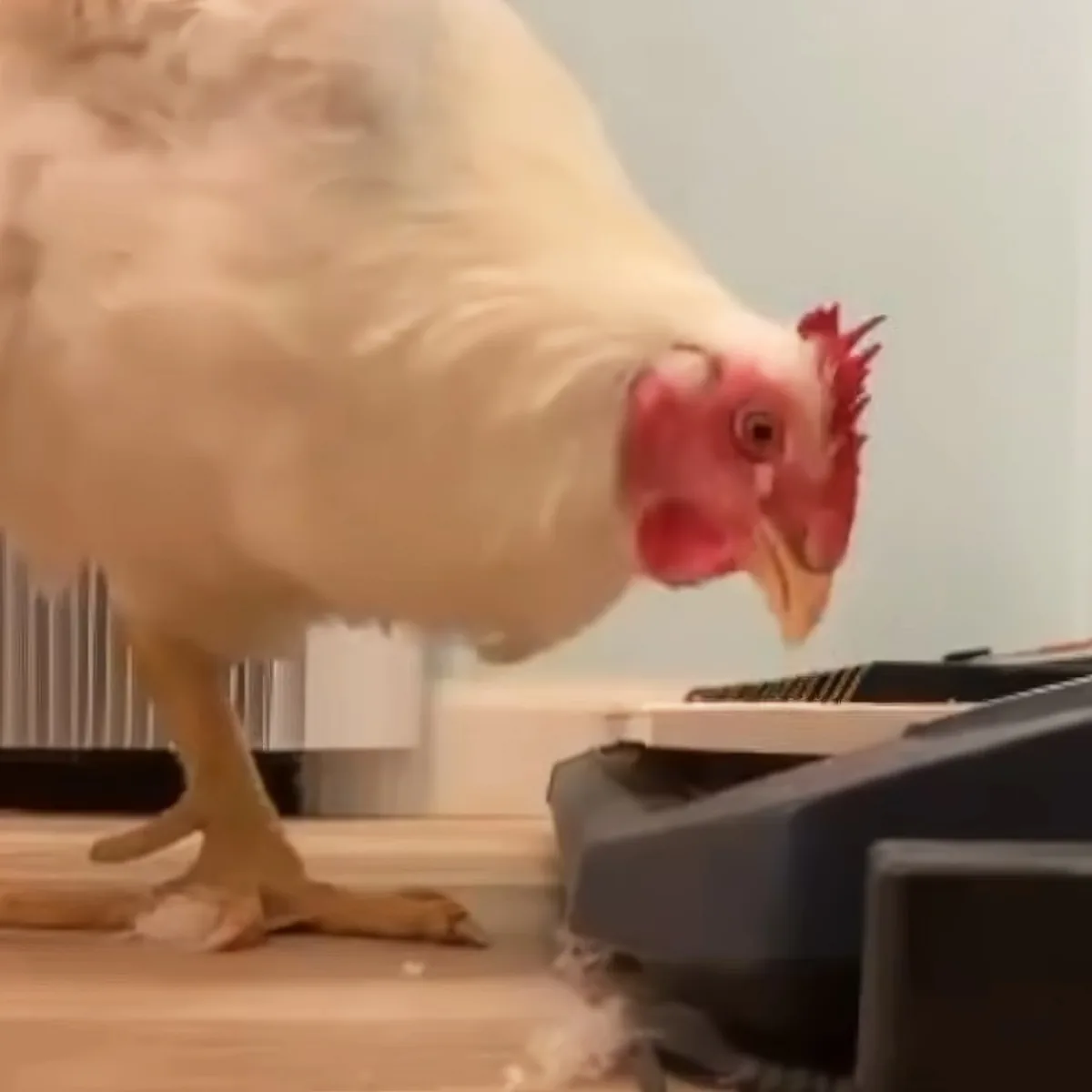 A white chicken with red comb and wattle stands on a wooden surface near a black electronic device.