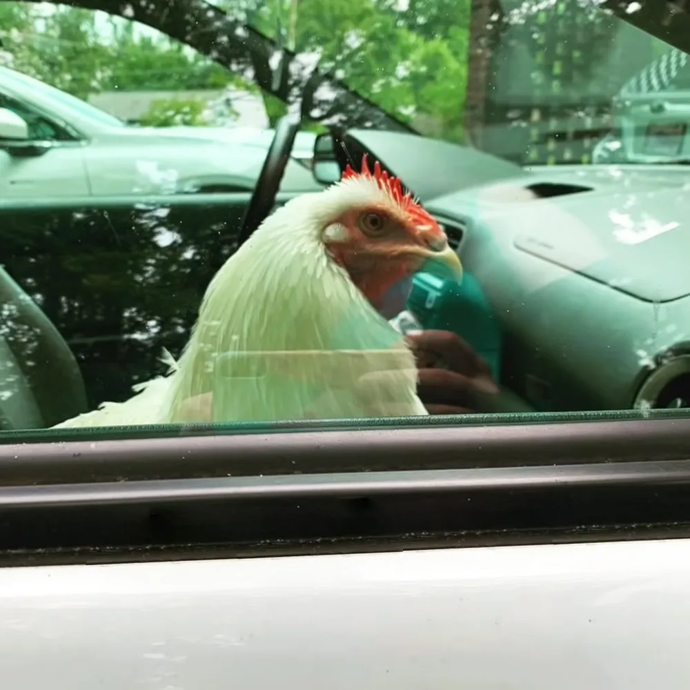 A white chicken with a red comb sits in a car, looking out the window.