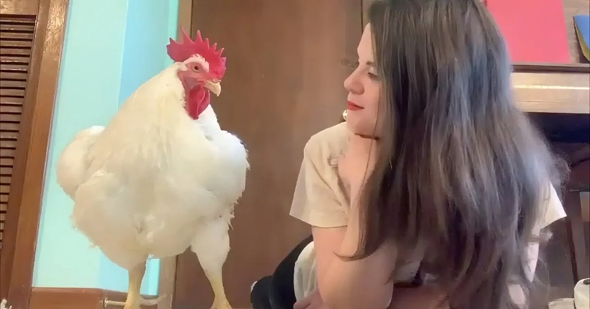 Rescued Chicken Behaves Like a Dog, Loves to Cuddle for Hours